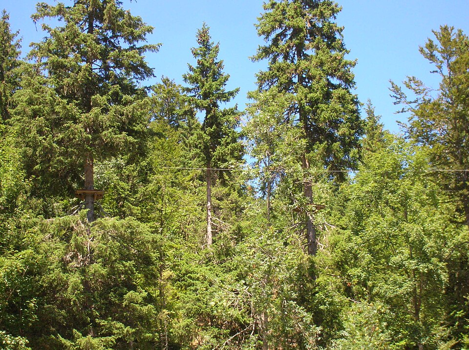 Visuel d'ambiance accrobranche en forêt (Vercors Aventure, Autrans, Isère). Ce n'est PAS le parc du Bourg-d'Oisans : à afficher uniquement avec la mention « pho
